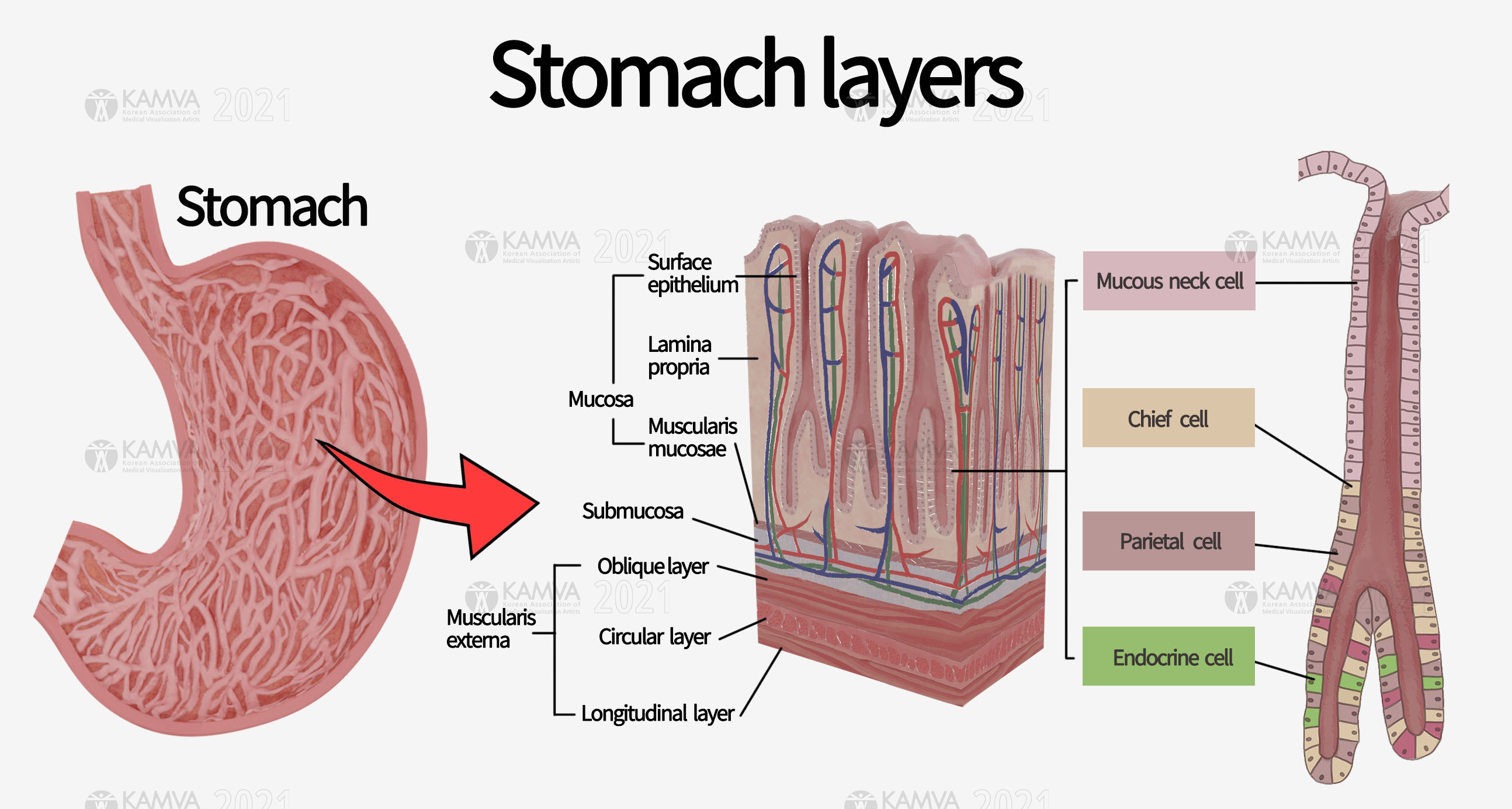 S-정정범_stomach layer.jpg