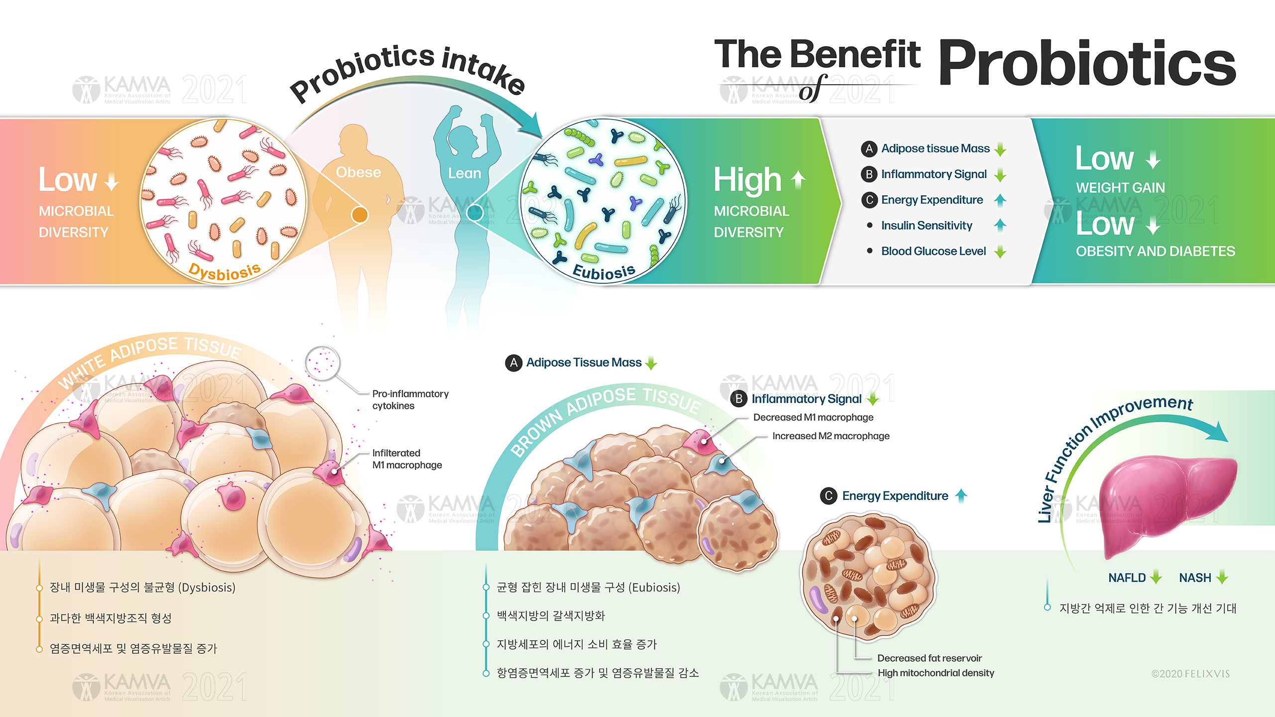 P-손동휘_FELIXVIS GI Biome P2_The Benefit of Probiotics.png