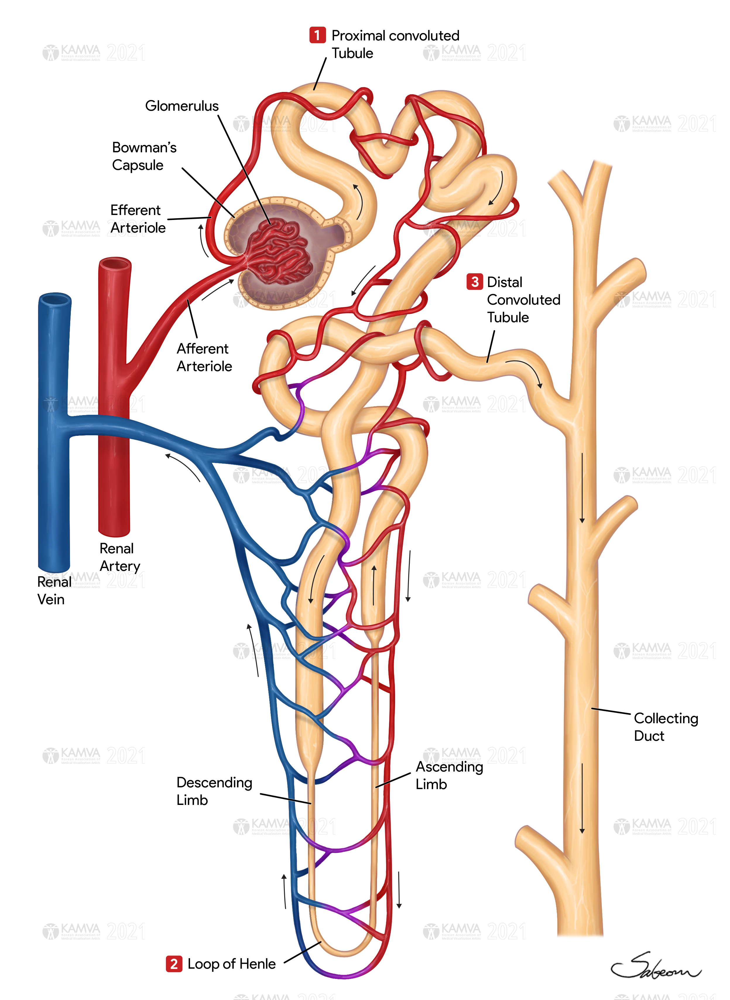 P-박사범_Nephron(2021.01.07).jpg